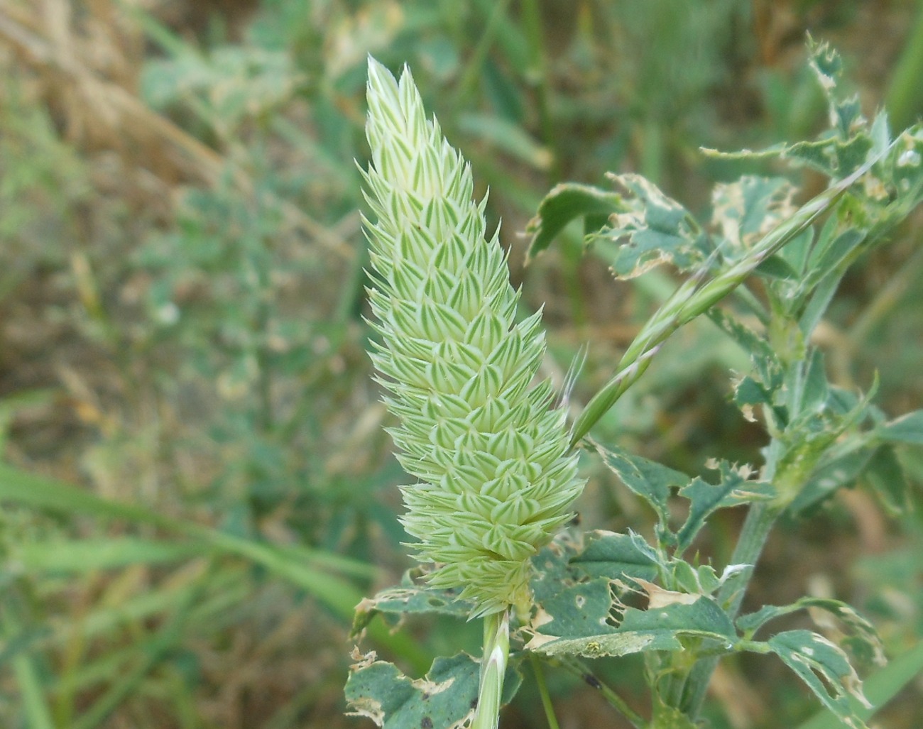 Phalaris minor / Scagliola minore